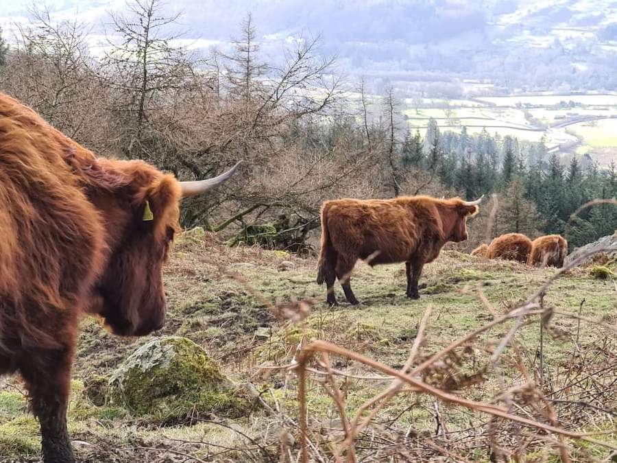 cows by Ilona